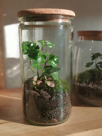Terrarium S - Weckglas mit Korkdeckel