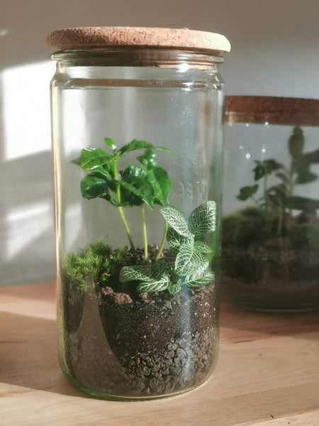 Terrarium S - Weckglas mit Korkdeckel