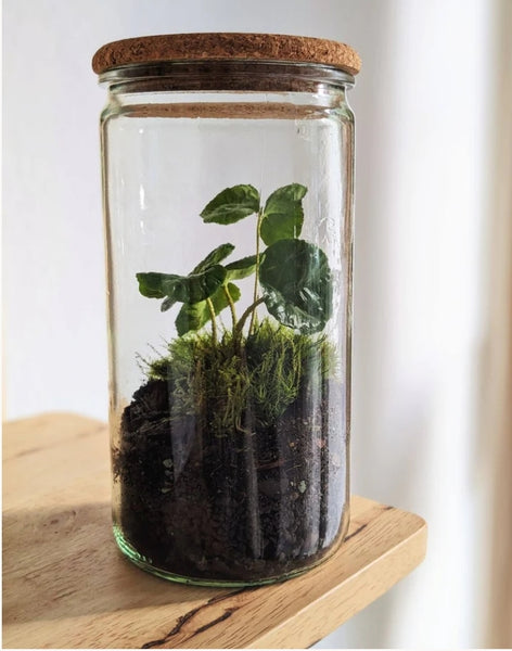 DIY Terrarium Kit - Bonbonglas & Kaffeepflanze