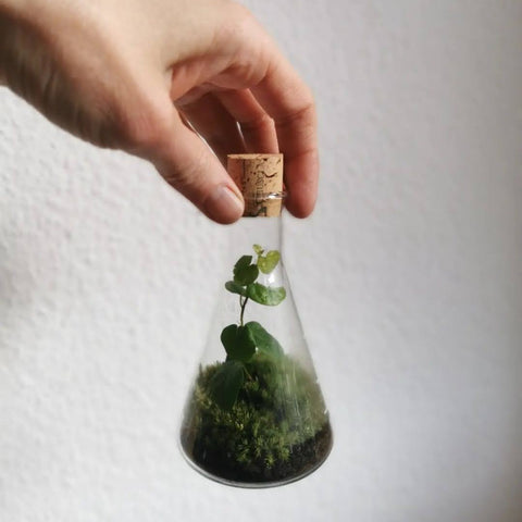 NEU ! Terrarium Workshop 3 x Minis für Weihnachten - 13.12.23