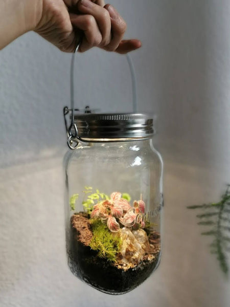 NEU ! Terrarium Workshop Glas mit integriertem Licht - 29.11.23