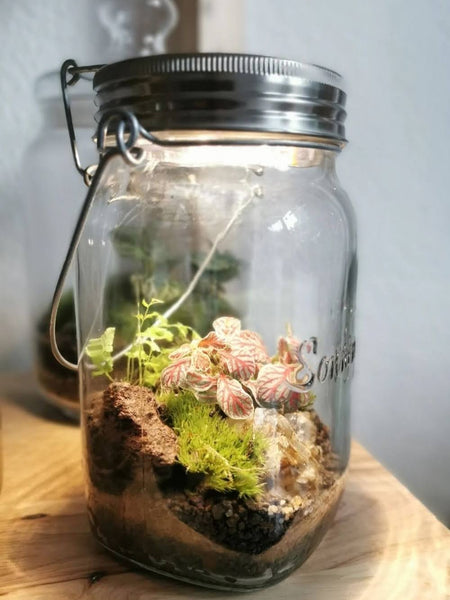 NEU ! Terrarium Workshop Glas mit integriertem Licht - 29.11.23