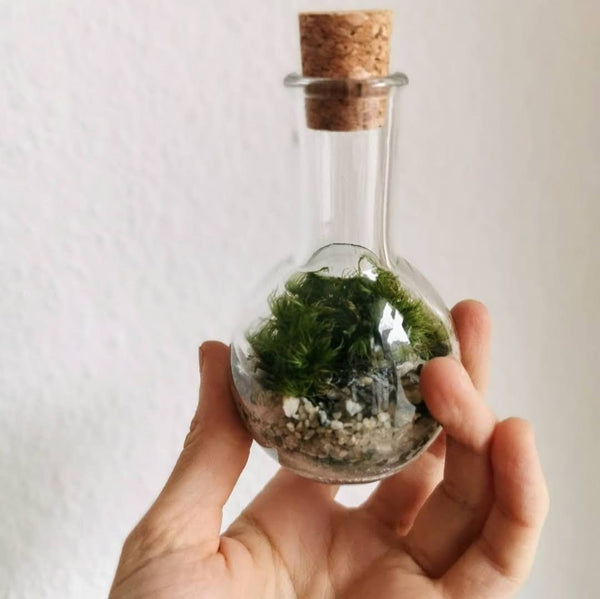 NEU ! Terrarium Workshop 3 x Minis für Weihnachten - 13.12.23