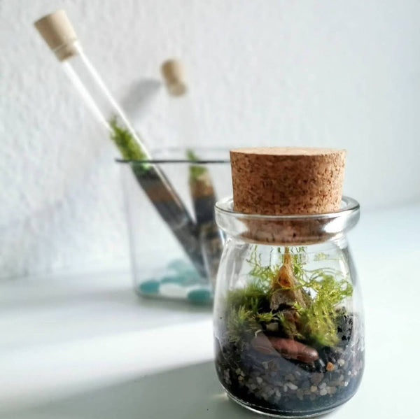NEU ! Terrarium Workshop 3 x Minis für Weihnachten - 13.12.23