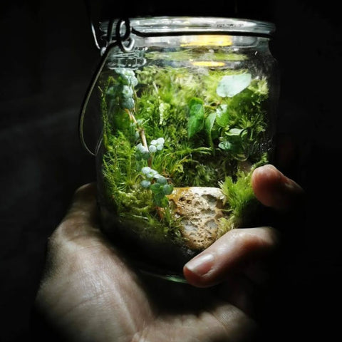 NEU ! Terrarium Workshop Glas mit integriertem Licht - 29.11.23