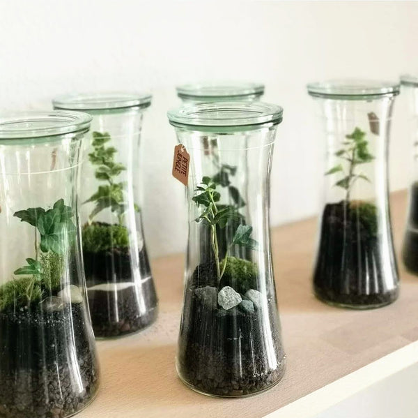 NEU ! Terrarium Workshop 3 x Minis für Weihnachten - 13.12.23