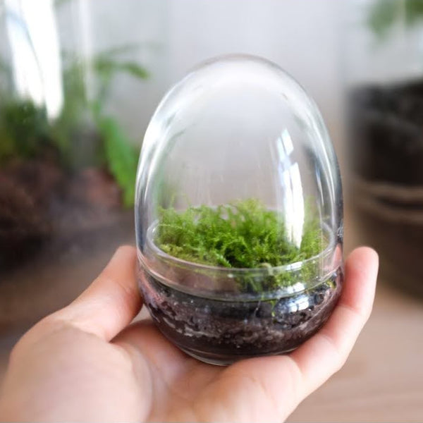 NEU ! Terrarium Workshop 3 x Minis für Weihnachten - 13.12.23