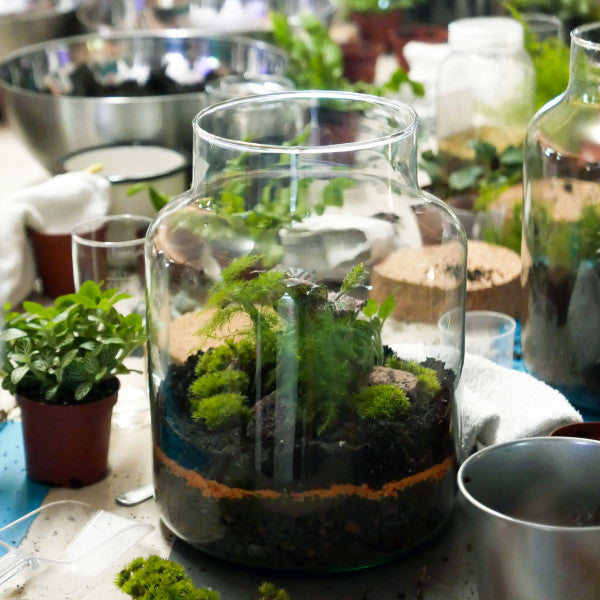 Terrarium Workshop M x 7 Teilnehmer
