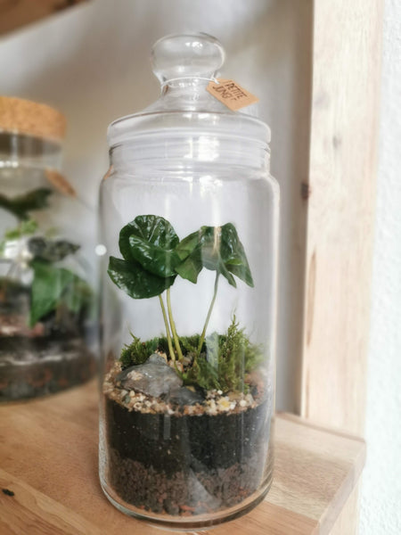 DIY Terrarium Kit - Bonbonglas & Kaffeepflanze