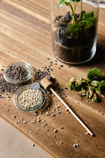 DIY Terrarium Kit - Bonbonglas & Kaffeepflanze