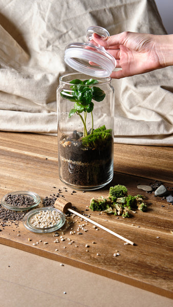 DIY Terrarium Kit - Bonbonglas & Kaffeepflanze