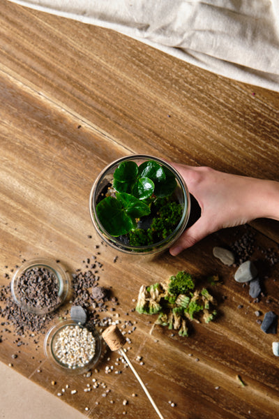 DIY Terrarium Kit - Bonbonglas & Kaffeepflanze