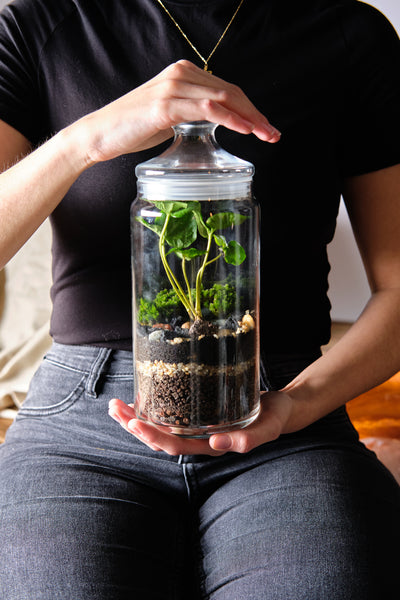 DIY Terrarium Kit - Bonbonglas & Kaffeepflanze