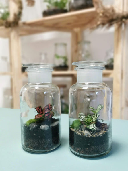 DIY Terrarium Kit - Apothekerglas