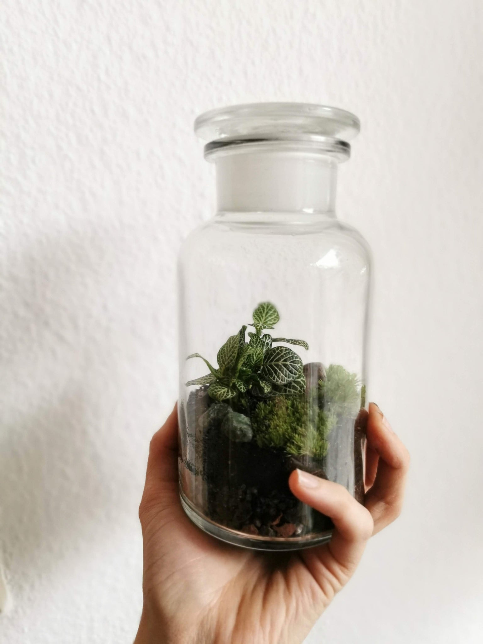 DIY Terrarium Kit - Apothekerglas