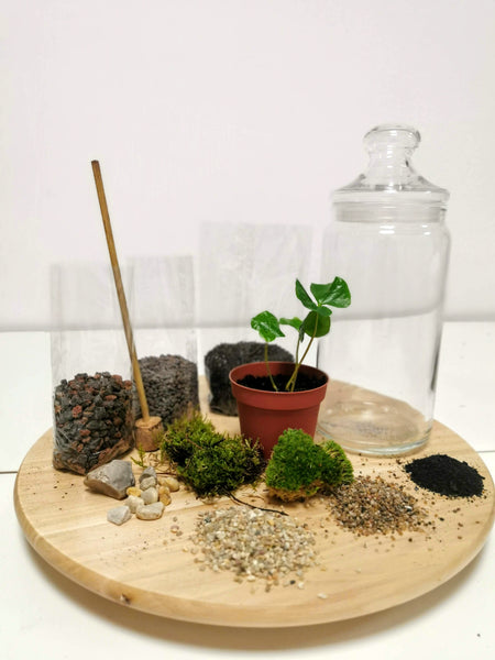 DIY Terrarium Kit - Bonbonglas & Kaffeepflanze