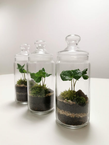 DIY Terrarium Kit - Bonbonglas & Kaffeepflanze