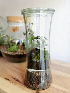 Terrarium XS - Mini Weckglas