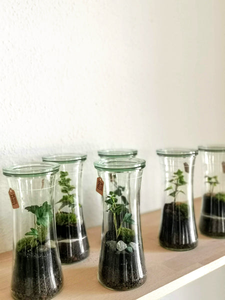 Terrarium XS - Mini Weckglas