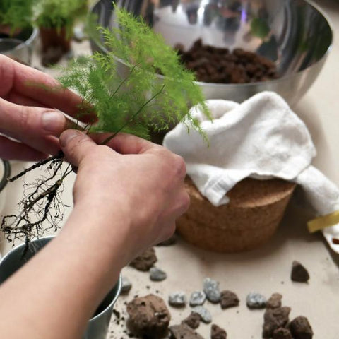 Terrarium Workshop Size M&S - 02.04.2025
